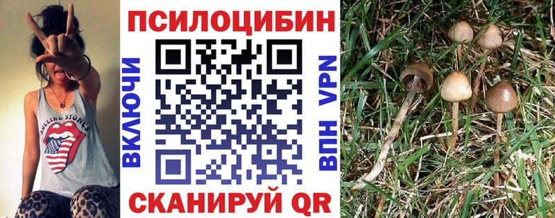 наркота  Покачи  Галлюциногенные грибы Psilocybine cubensis 